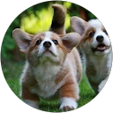 lim isabelle profile picture
