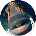 Emerson profile picture