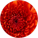 Lim Lee Yee profile picture