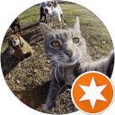 Cat profile picture
