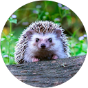 Thiru SOLO (solosukxzzz) profile picture
