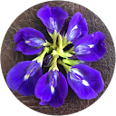 Adeline Chong profile picture