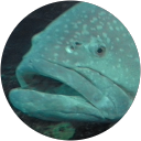 Zhor Sim profile picture