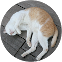 OGSphinx profile picture