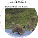 kea q profile picture