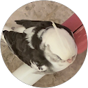 Hannah Wang profile picture