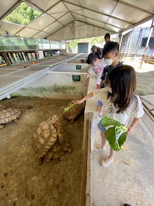 Live Turtle Museum (Singapore) place picture
