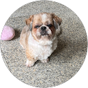 Linette Zhang profile picture