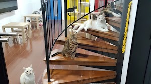 Catopia Singapore: Art Jamming x Retail x Cat Hotel place picture