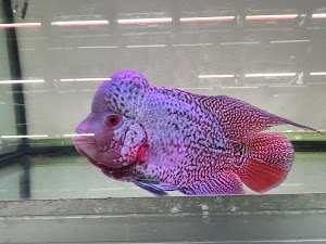 Qian Hu Fish Farm place picture