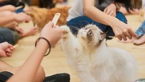 Wildflower Studio - Art Jamming x Cat Cafe Singapore place picture