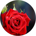 Mullai Arasan profile picture