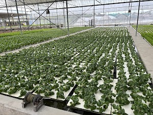 Kok Fah Technology Farm Pte Ltd place picture