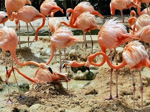 Bird Paradise place picture