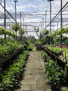 The Local Farm place picture