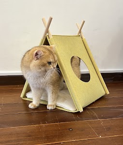 Gem Stone Village | British shorthair, British Longhair, Ragdoll kitten for sale place picture