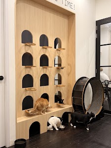 Meownistry of Meow | Cat-friendly co-working place picture