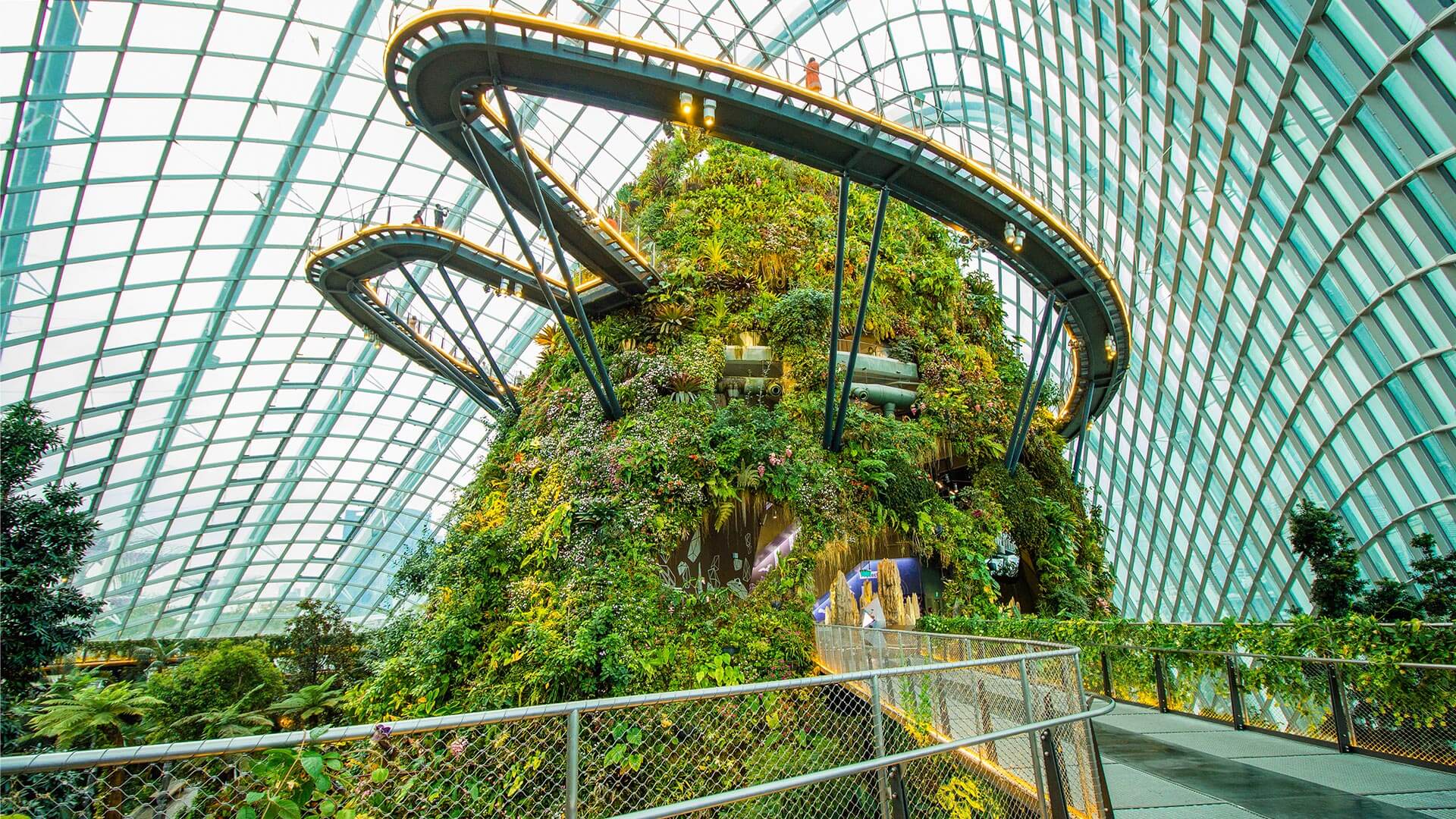 Cloud Forest logo